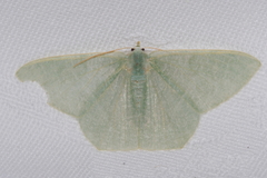 Thalassodes intaminata