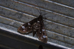 Bocchoris inspersalis