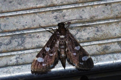 Bocchoris inspersalis