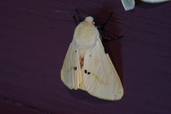Spilarctia seriatopunctata