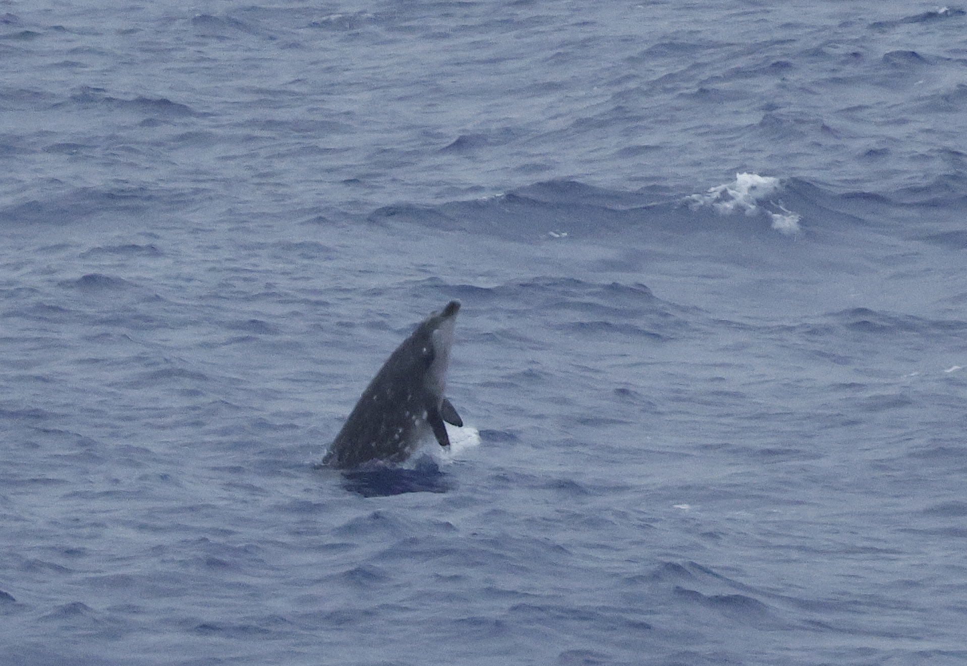 Mesoplodon densirostris