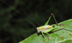 Enthephippion borellii