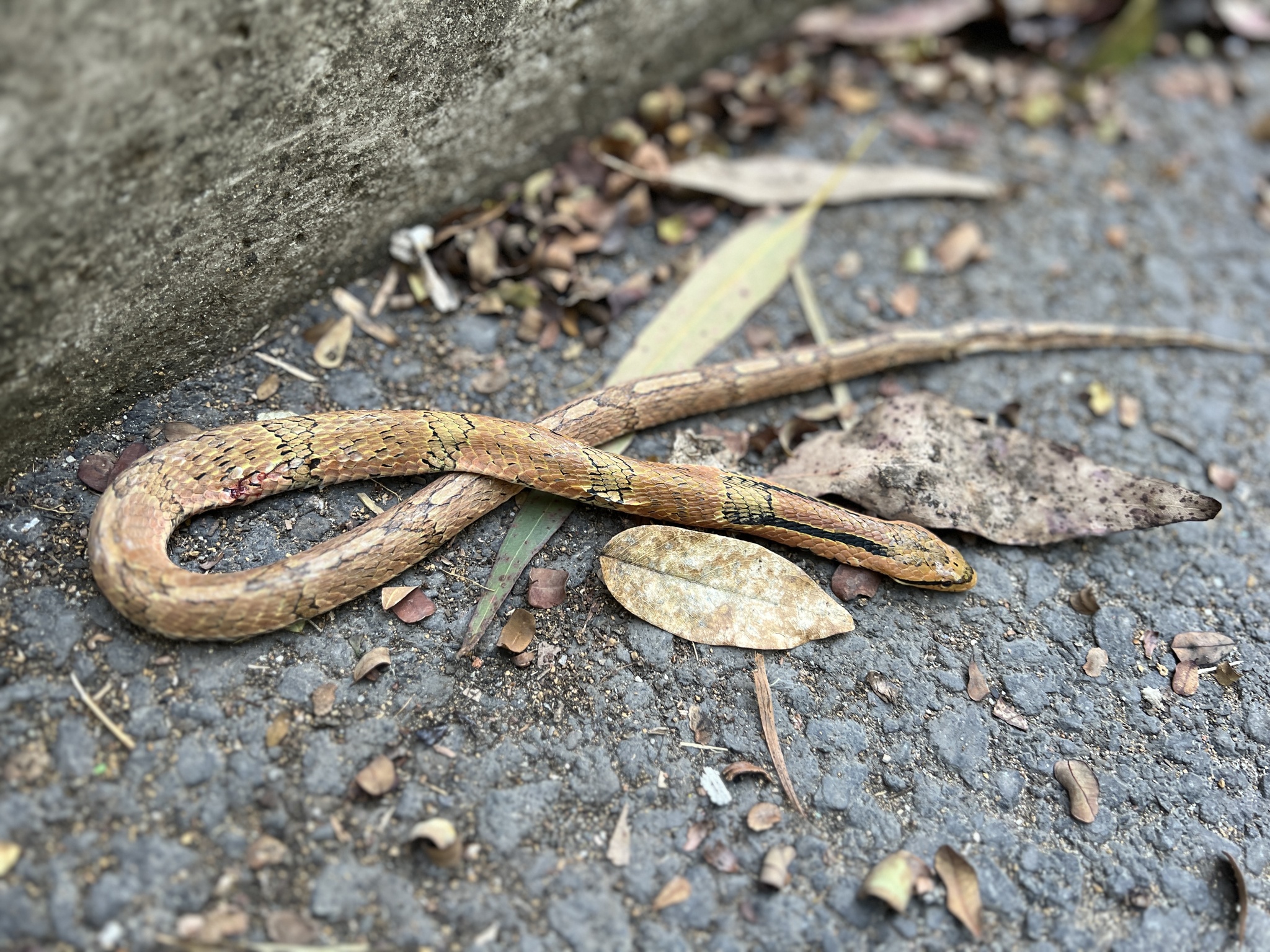 Bamboo False Cobra photo 6