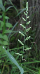 Beckmannia eruciformis