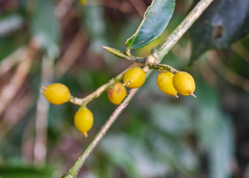 Gironniera subaequalis observed 2026-01-24