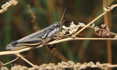 Dichroplus elongatus