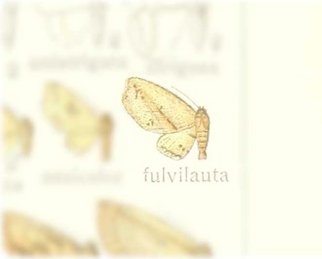 Ametroptila