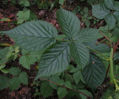 Rubus canadensis