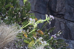Anisotome latifolia, photograph (c) Jacob Littlejohn, some rights reserved (CC BY-SA)