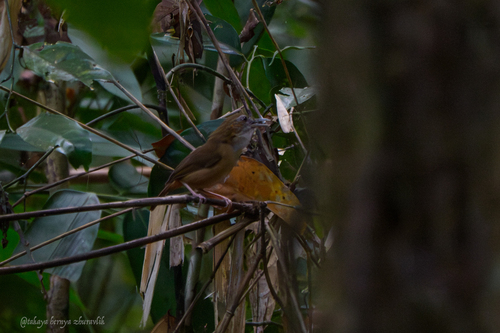 Abbott's Babbler (Malacocincla abbotti), photo 2