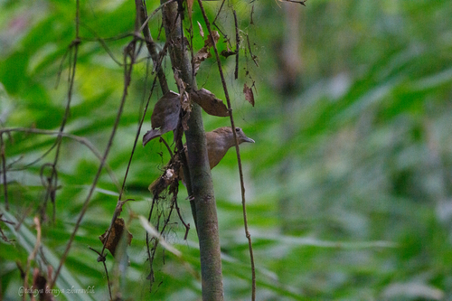 Abbott's Babbler (Malacocincla abbotti)