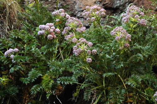 Anisotome latifolia, photograph 2