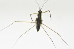 Limnogonoides