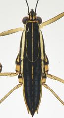 Limnogonoides