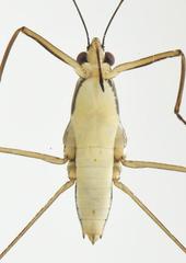 Limnogonoides