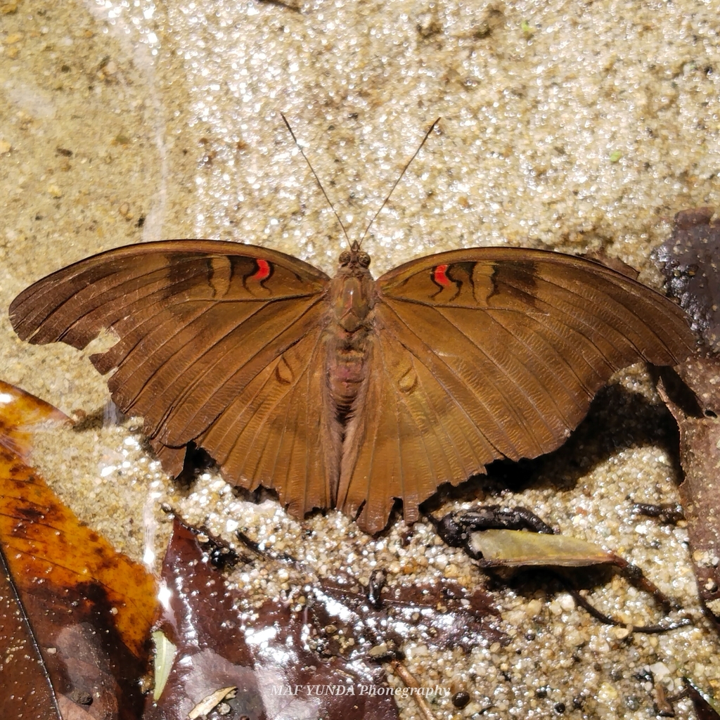 Dophla evelina (Dophla evelina)