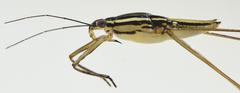 Limnogonoides