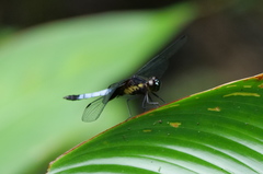 Erythrodiplax unimaculata