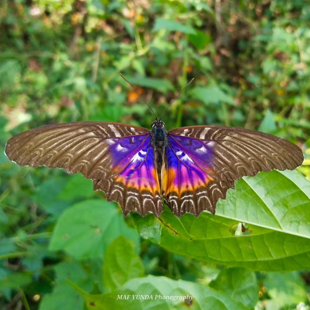 Cethosia myrina (Cethosia myrina)