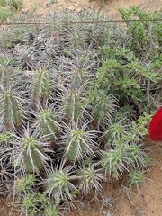 Euphorbia ferox