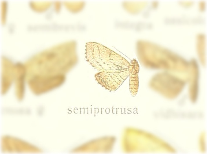 Liocrops