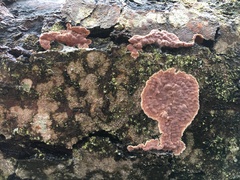 Cylindrobasidium evolvens