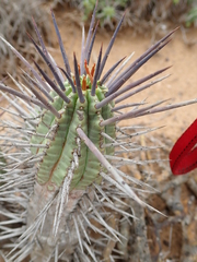 Euphorbia ferox