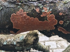 Cylindrobasidium evolvens