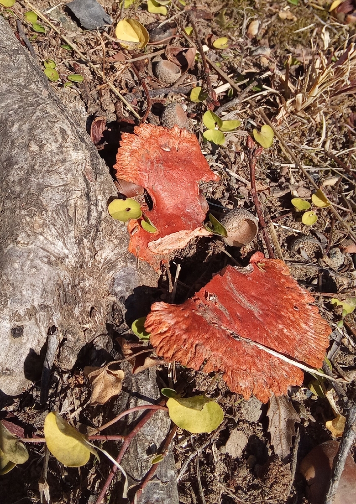 Trametes coccinea · February 2026 · photo: © hector_montero (iNaturalist, cc-by)