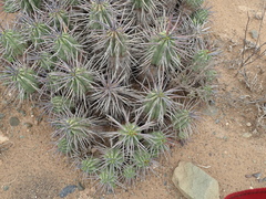 Euphorbia ferox