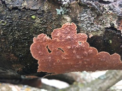 Cylindrobasidium evolvens