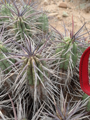 Euphorbia ferox