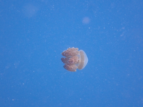 Warty Jellyfish (Versuriga anadyomene)