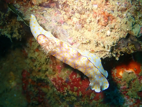 Beautiful Hypseldoris (Hypselodoris pulchella)