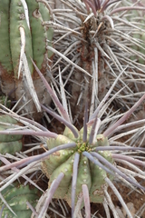 Euphorbia ferox