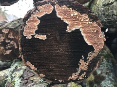 Cylindrobasidium evolvens