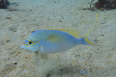 Scolopsis monogramma