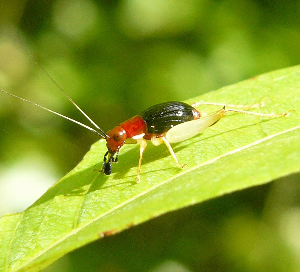 Trigs, Sword-tailed Crickets, and Ground Crickets
