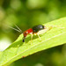Trigonidiidae - Photo (c) tom spinker,  זכויות יוצרים חלקיות (CC BY-NC-ND)
