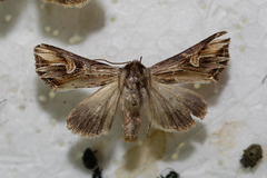 Actinotia polyodon
