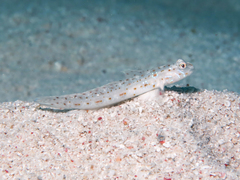 Cheek-Streaked Goby photo 5