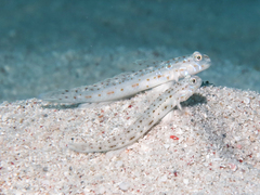 Cheek-Streaked Goby photo 2