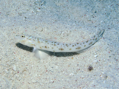 Cheek-Streaked Goby photo 3