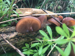 Auricularia auricula-judae