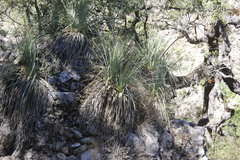 Dasylirion berlandieri