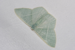 Pelagodes proquadraria