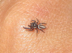 Dendryphantes mordax