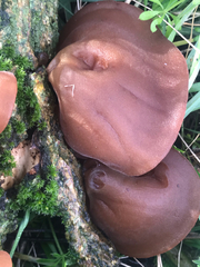 Auricularia auricula-judae