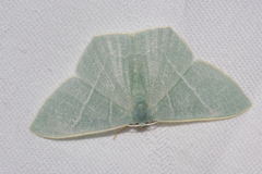 Pelagodes proquadraria