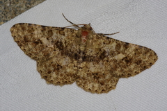 Racotis boarmiaria